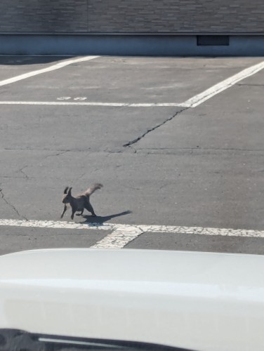 A squirrel zooming across a carpark