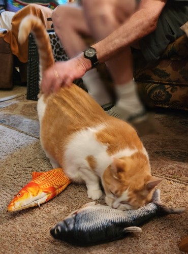Orange and white cat Bella arches her back to enjoy her butt scritches while cuddling her two new soft toy fishies. One is an orange koi and the other is a blue silvery carp. They can flop around and have pouches for catnip--how exciting! Wheeeeee!