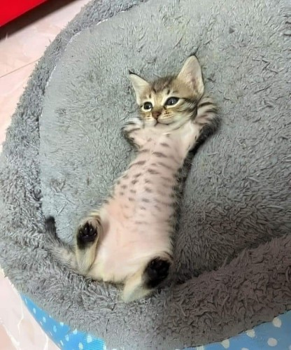 A picture of a kitty in an animal bed. The kitty's paws are behind their head, as they lie on their back like a human, looking up, and looking very much ready for a belly kiss.