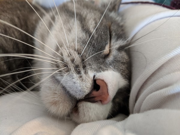 Close up of a gray and white tabby cat nestled into my armpit. He is absolutely blissful, with one ear folded under my arm and part of his lip hanging loose because he's so relaxed. His whiskers take up most of the foreground and are very, very long.
