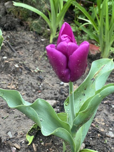 A velvet like deep magenta tulip with light hitting it from above in the mist, as water droplets reach down from its petals and leaves to the ground below.
