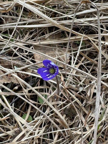 Blue anemone flower among dried up leaves and grass