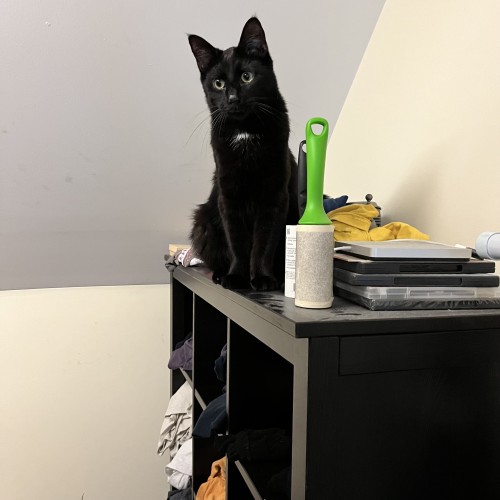 A handsome black cat with a tuft of white on his chest sits atop a dresser, looking forward at us