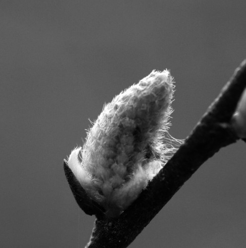 Macro black and white photograph of a hairy leaf bud starting to open on the side of a stem. The background is just grey. The bud has the appearance of the very tip of a corn cob