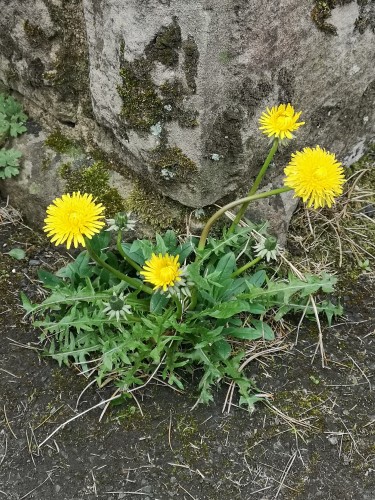 A small clump of dandelions growing by the corner of a building. The stone has a few patches of lichen growing on it.

The dandelion has four bright yellow flowers.