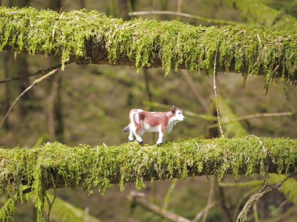 A small plastic cow standing on a mossy branch below a second mossy branch.
