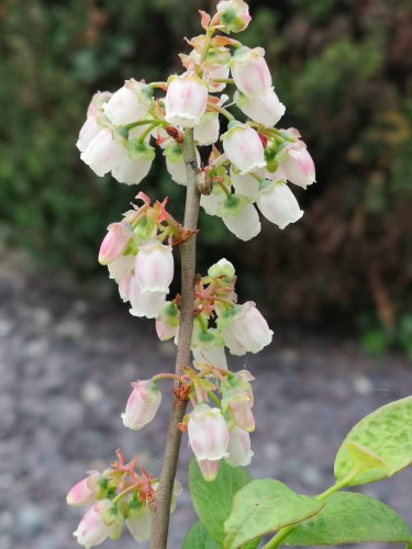 A vertical pointing plant stem. It is covered in pinkish white flowers where the petals are fused together to give a single, circular, flower which resembles an old Victorian lady's petticoat or underskirt.

These are Blueberry flowers and with some luck, they will be Blueberries soon.