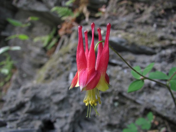 Closeup of a bloom of wild columbine, a red wildflower with long yellow stamens and pistils, native in this part of Pennsylvania. The flower is red  There is a rails to trails walk along the Lehigh river here where they grow in colonies on slate cliffs.