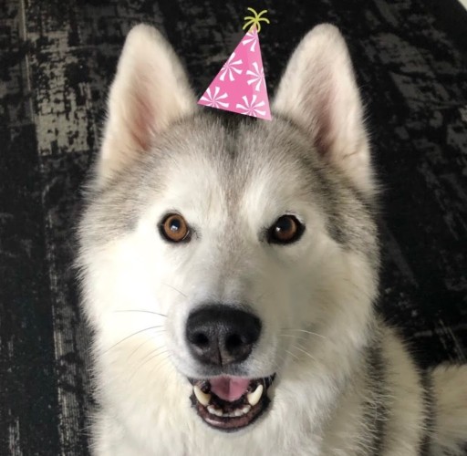 Gray white Siberian Husky face smiling with a digital pink birthday hat on