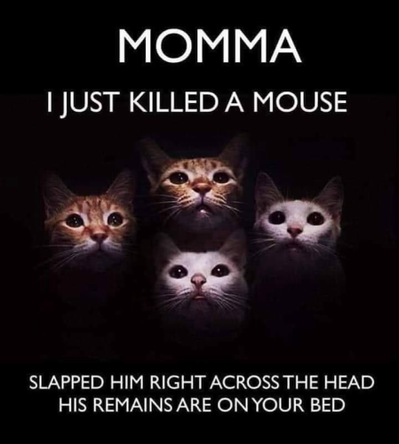 (4 Queen cats)  MOMMA I JUST KILLED A MOUSE SLAPPED HIM RIGHT ACROSS THE HEAD HIS REMAINS ARE ON YOUR BED
