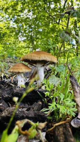 Two mushrooms growing in a forest.