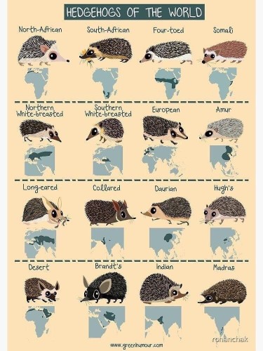 A chart showing all 16 types of hedgehogs and the parts of the world they come. They are so widespread, Africa, India, Europe, they are everywhere!