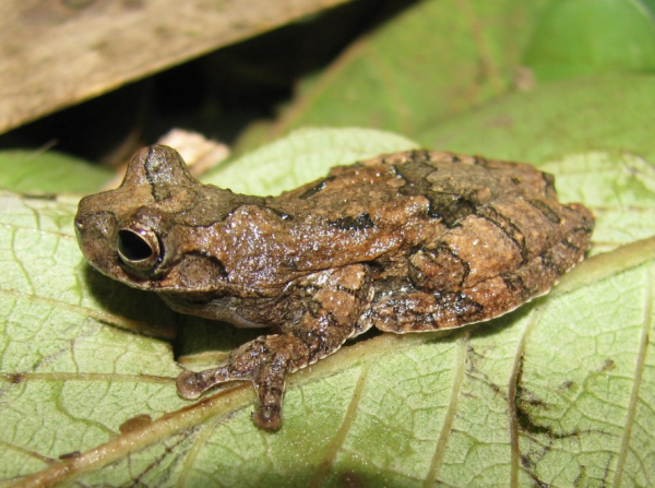 A frog whose skin has the texture, wetness and color of mud, sits on a leaf.