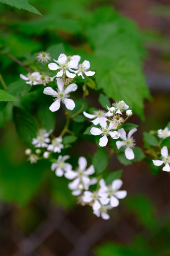 white five-petal wild flowers