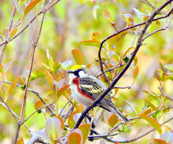 A colorful Chestnut-sided Warbler is perched amongst the colors of autumn in Nova Scotia.  The leaves are gold and yellow