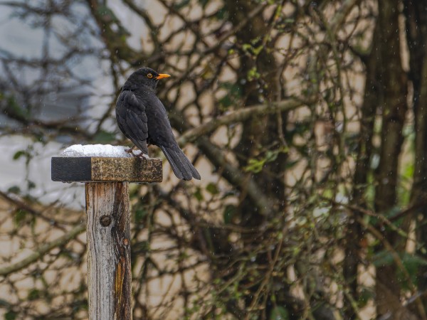 A male Blackbird, a bird with black feathers and an orange beak, perched on a post with snow on top of it and snow coming down around the bird.