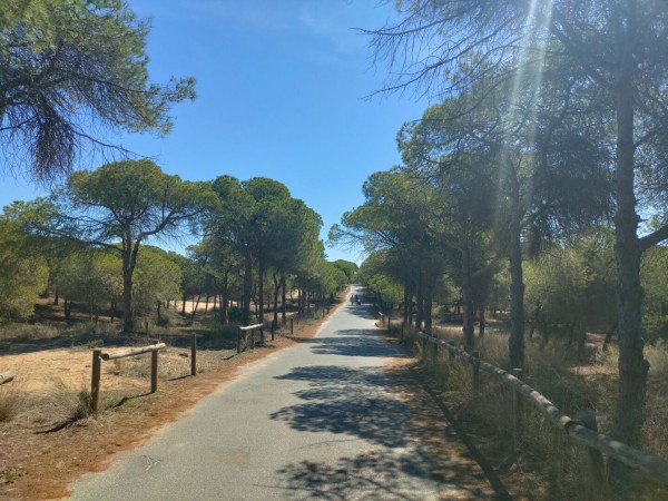 Road through the pine trees and dunes towards the beach.