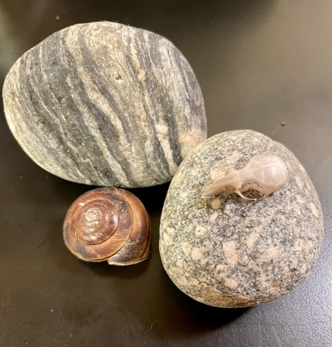 Two rounded grey rocks, a snail shell, and a tiny delicate mouse skull