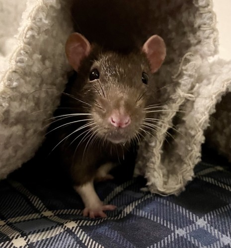 A close-up of a cute little pet rat peeking out from a cozy fabric hideout.