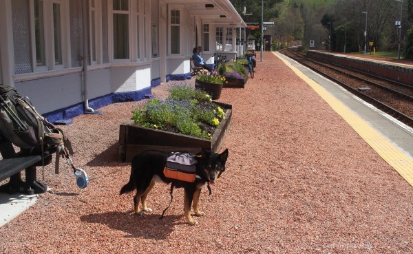 A gravelled station platform, with boxes of flowering plants. Moray the dog is stood wearing his panniers, attached to my rucksack which is leaning on a bench.