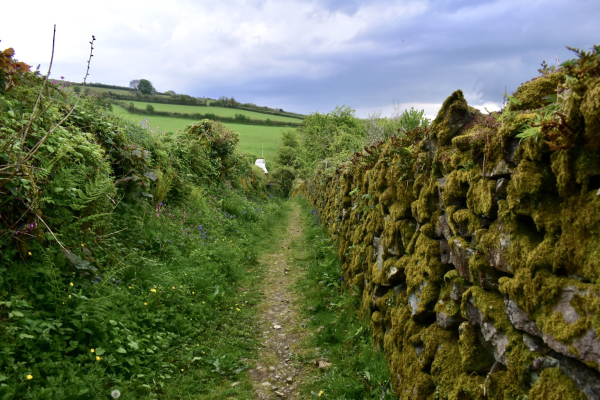 A path with wld flowers, and a mossy wall.