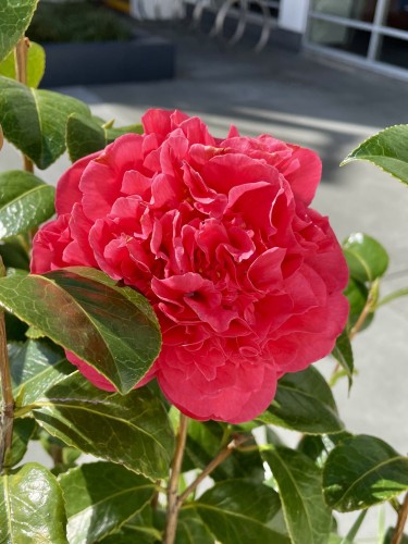 A close-up of a vibrant pink camellia flower with lush green leaves.