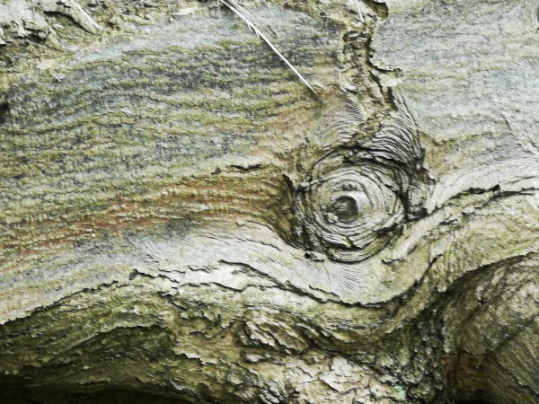 This image is filled with what appears to be the eye of a whale. It is, in fact, a fallen tree lying on its side with a growth or knot which resembles the eye.

You can see the whole "eyeball" and the surrounding "flesh" and you do get the impression that you are being looked at.

The photo was taken near Harrogate in Yorkshire.
