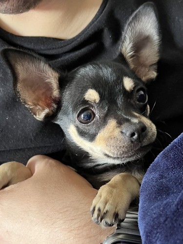 A small black-and-tan chihuahua is being held by a human who is otherwise out of frame. The little pup is sitting casually with its wee feet out in front, looking up at the camera with curiosity. It has early that point up like a Doberman’s, where the post text implies these were folded down until very recently. This is somewhat visible as the very ends of her ears, despite currently holding upright, look less rigid.
