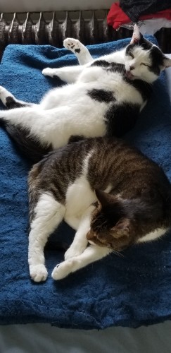 Brown & white tabby Sprite w Holstein kitty Buckeroo sleeping so sweetly no one can stand it