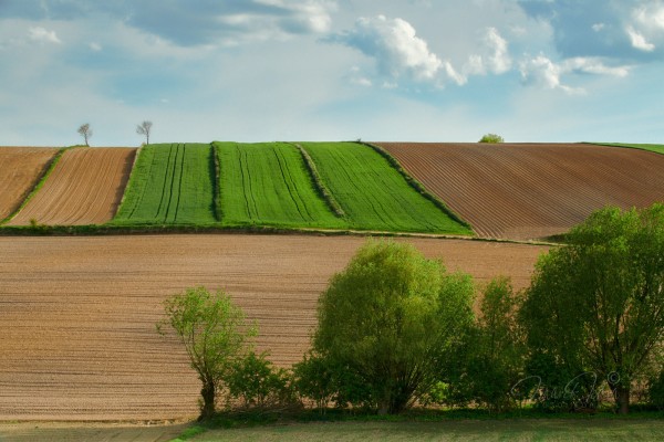 Spring agricultural landscape in southern Poland. At the bottom of the photo on the right, a row of willows, and behind them a horizontal brown strip of field. In the middle part of the photo we see seven, vertically stacked, brown and green agricultural fields. On the horizon of these fields, a few lone trees against a blue, slightly cloudy sky.