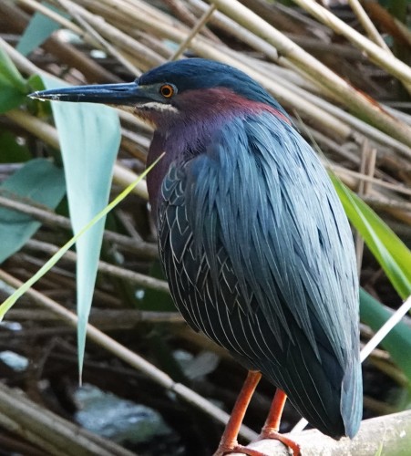 View of a Green Heron that is standing on a branch nest to a phragmite patch. The bird is looking to the left. 

It has a dark green cap, green wings and back, black bill, orange eye and legs, and burgundy neck and breast.