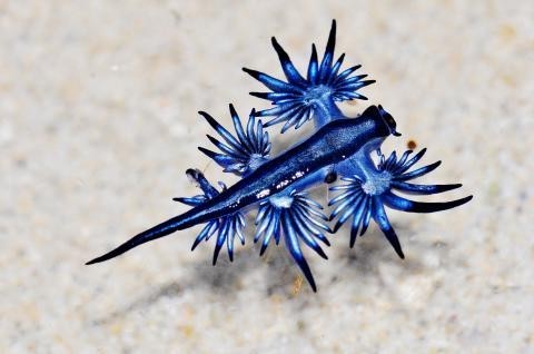 A blue sea dragon. These sea slugs live in the open ocean, where they float upside-down by using the surface tension of the water to stay afloat. They are carried along by the winds and ocean currents. G. atlanticus makes use of countershading; the blue side of their bodies faces upwards, blending in with the blue of the water. The silver/grey side of the sea slug faces downwards, blending in with the sunlight reflecting on the ocean's surface when viewed from below the surface of the water.

Description is from Wikipedia. It's beautiful because it has two sets of tendril fans plus one that encircles it's body near the back. Graceful in water.