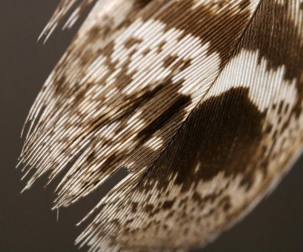 Macro photography of the tip of a brown feather under a soft light. What is shown is the lower part of the feather, where the pattern of dark brown and white is more visible. This feather with others are part of a dream catcher, and they do look dreamy themselves.