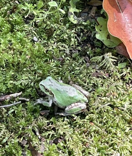 Here is a picture of a small frog that appeared on moss and fallen leaves.
Their green bodies have little black geometric patterns.
They were so nimble and lovely as they bounced and walked.