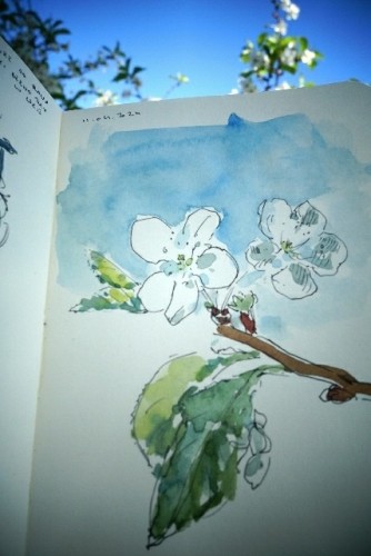 flowers watercolor sketch