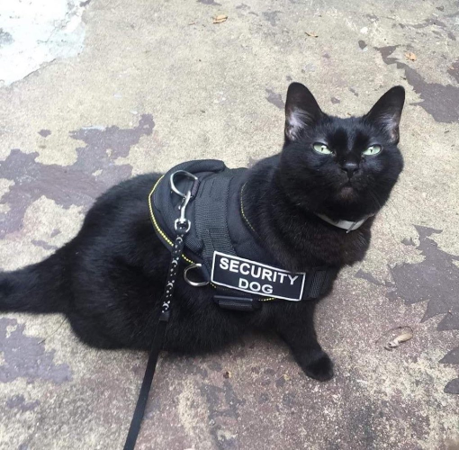 A black cat in a K-9 vest that says "security dog"