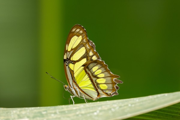Ein Schmetterling (grau, braun, gelb) mit zusammengelegten Flügeln von der Seite aufgenommen. 