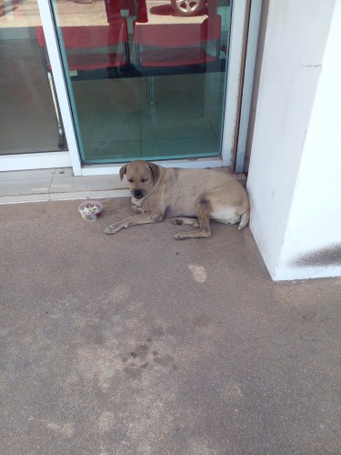 a photo of a large grey-brown dog laying in front of the glass doors of the post office, relaxing on a hot day, a small bowl of food next to her head, she has floppy ears 