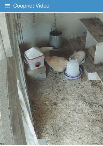 Screenshot from video feed of chicken coop