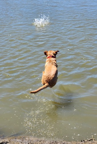 Golden Labrador retriever mid dive to fetch a stick in the cool water.