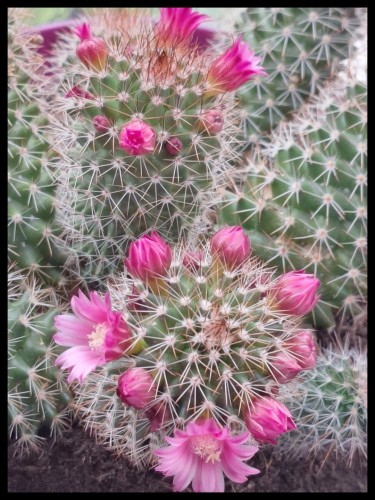 Bloeiende cactus 