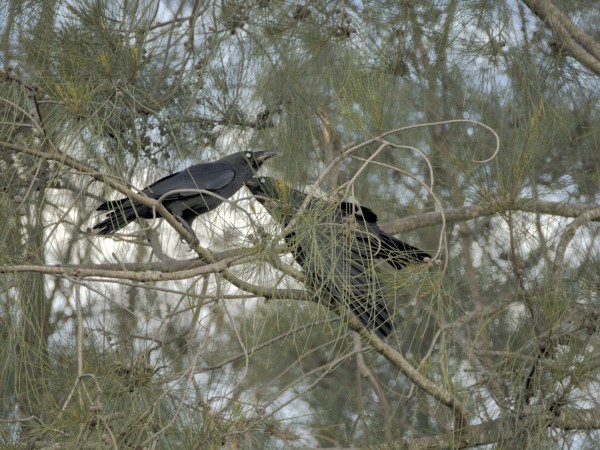 Two crows in a tree, partially hidden behind branches