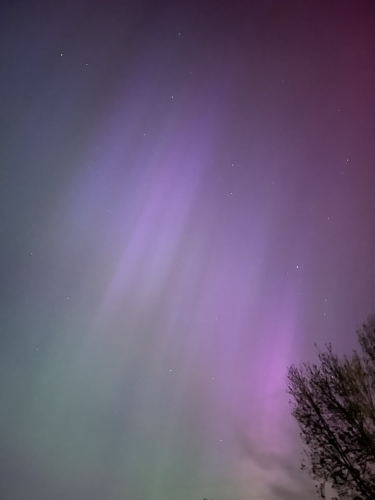 Picture of the Aurora borealis, showing light purple streaks and green hues, with the top of some trees as dark outlines