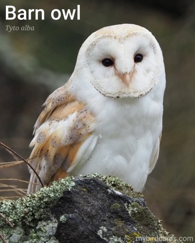 Barn owl or Common barn owl (Tyto alba). Adult. Conservation status: Least Concern. CC: QTFR 📷: Photo by ElvisCZ @pixabay 2018

The photo shows a medium-sized, pale-coloured owl with a heart-shaped facial disc, and brownish-gray plumage with white underparts.