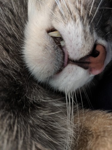 Extreme close-up of a sleeping cat's face. His muzzle is white, and he has two fangs and a tongue poking out.