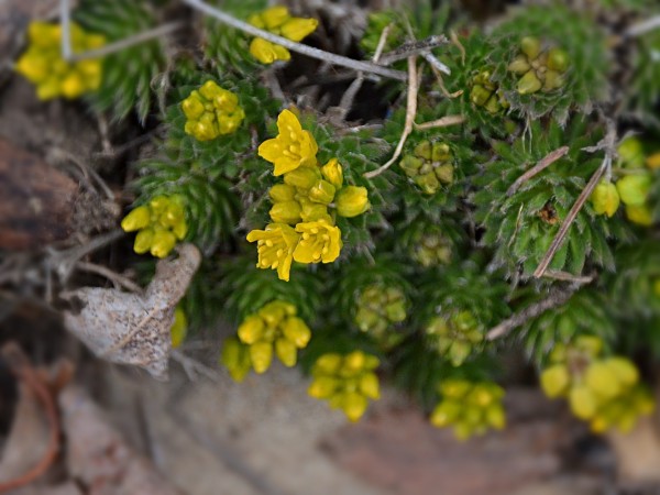 A low growing alpine plant- Draba aizoides- composed of many small stems with tight elongated rosettes of overlapping pointy medium green leaves. It has scattered dry grey stems left from previous years' flowering and clusters of bright yellow buds at the tips of stems. One stem only has several little starry flowers open.