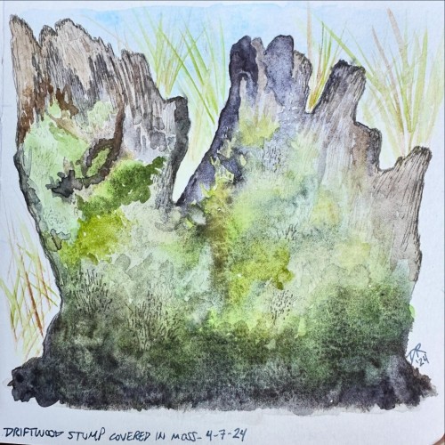 A watercolor painting on toned gray paper of a fallen driftwood stump covered in moss and lichen in various shades of green. Dune grasses and blue sky are seen in the background.