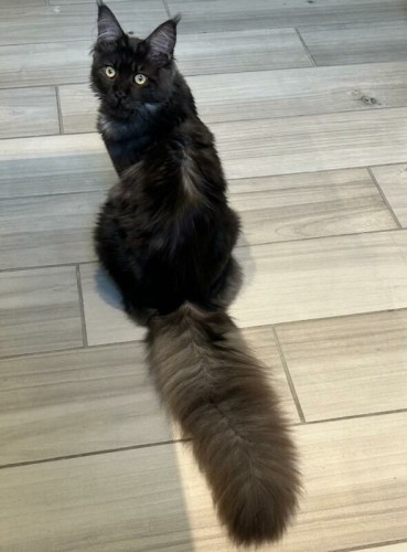 A photo of a dark gray Maine Coon cat sitting so you can see his long fluffy tail. He looks over his should at the viewer with large golden eyes.