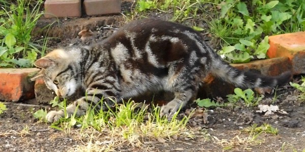 Eine junge, getigerte Katze untersucht ein Blatt oder einen Kiesel auf einer Hoffläche.
