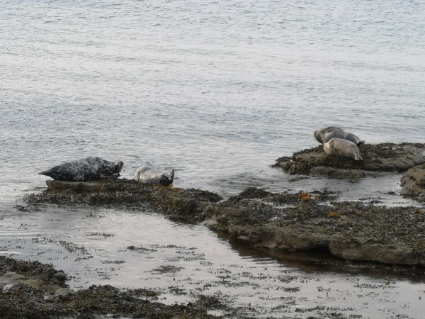 The main focus of this image, taken at Portgordon in Scotland, are the four grey seals perched on some rocks along the foreshore.